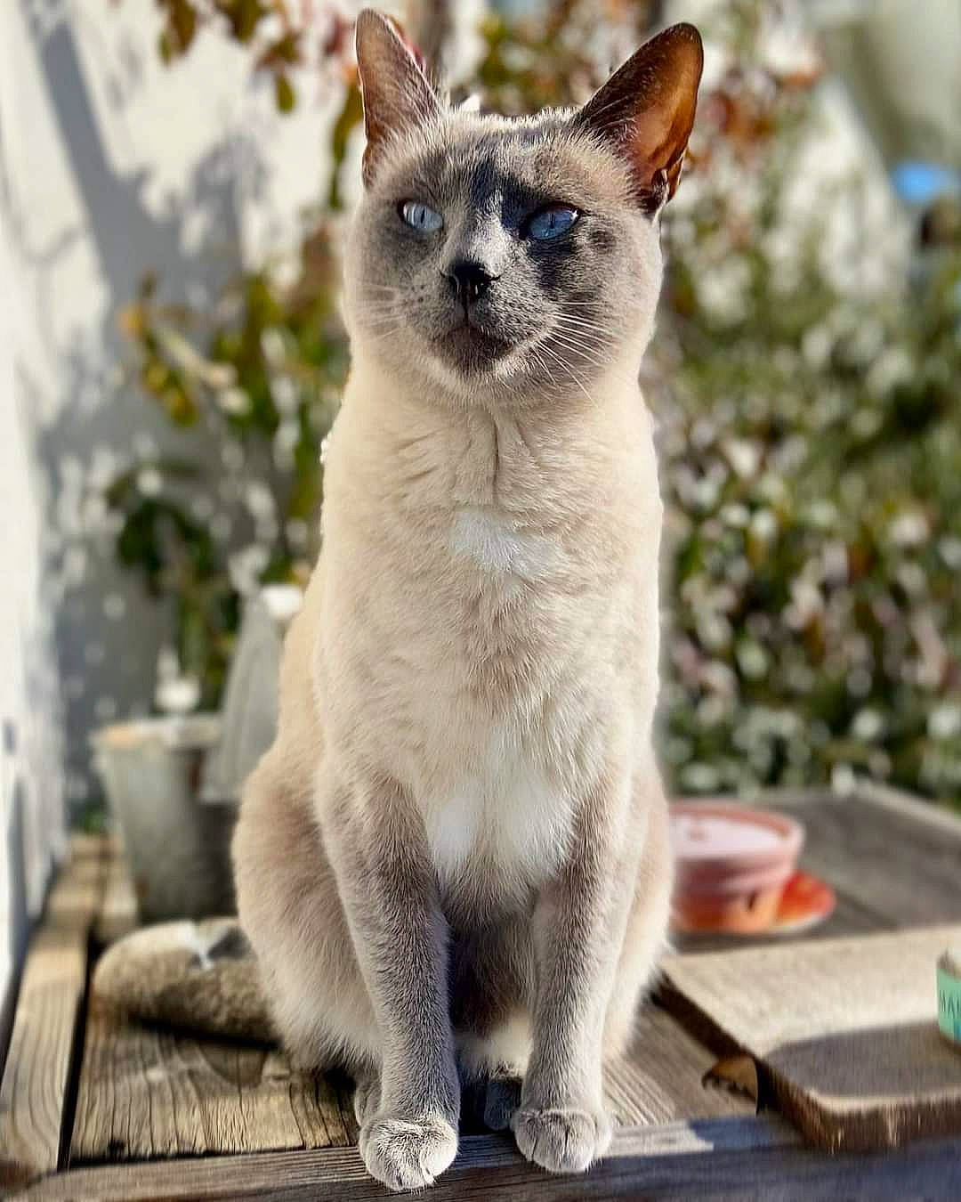 Cali participe au concours pour gagner de l'argent avec cette photo : carnivore, cat, collar, felidae, fur, siamese, small_to_medium_sized_cats, snout, tail, terrestrial_animal, whiskers, wildlife