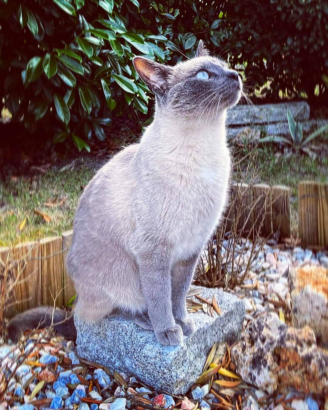 Cali a rejoint le concours — aidez-le/la à gagner de superbes lots ! carnivore, cat, domestic_short_haired_cat, fawn, felidae, fur, grass, groundcover, plant, small_to_medium_sized_cats, snout, tail, terrestrial_animal, tree, trunk, twig, whiskers, wildlife, winter