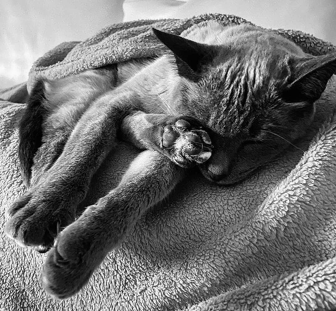 Cali participe au concours pour gagner de l'argent avec cette photo : bedding, carnivore, cat, claw, close_up, comfort, domestic_short_haired_cat, eye, felidae, fur, gesture, grey, linens, monochrome, monochrome_photography, small_to_medium_sized_cats, snout, style, whiskers, wrinkle