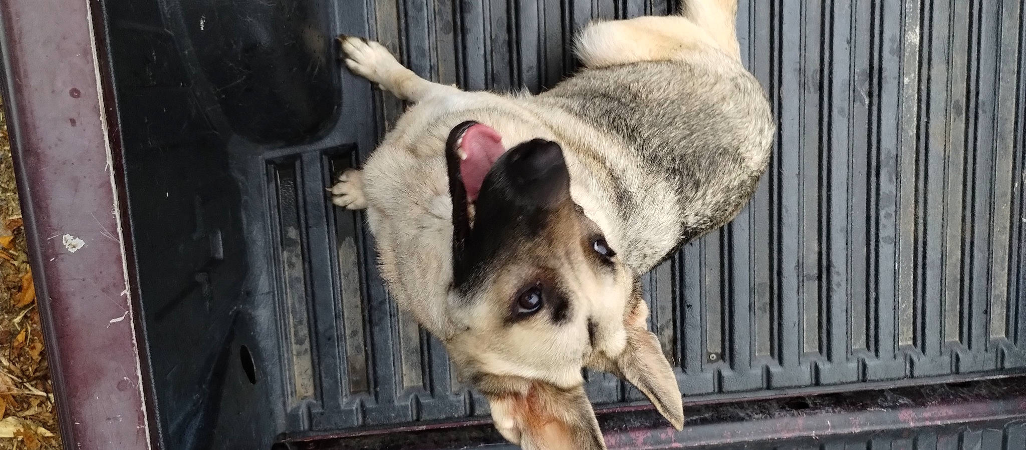 Darma joined the competition — help win amazing prizes! biting, canidae, canis, carnivore, collar, companion_dog, dog, dog_breed, dog_supply, fawn, fur, natural_material, non_sporting_group, sporting_group, terrestrial_animal, whiskers, wildlife, wood, working_animal, working_dog