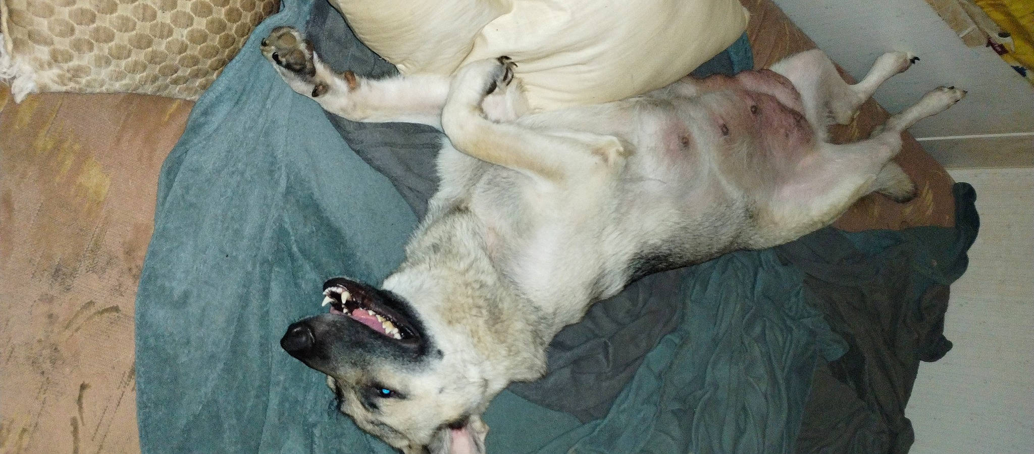 Darma joined the competition — help win amazing prizes! canidae, carnivore, claw, collar, companion_dog, dog, dog_breed, fang, fawn, foot, fur, jaw, paw, sculpture, snout, sporting_group, tail, terrestrial_animal, whiskers, working_animal