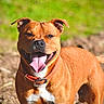 Arcane a rejoint le concours — aidez-le/la à gagner de superbes lots ! dog, brown_dog, outdoor, sunny, happy, tongue_out, pet, canine, collar, animal, nature, grass, ears, smile, fur, muzzle, playful, daylight, portrait, friendly