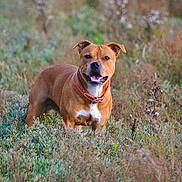 Arcane participe au concours pour gagner de l'argent avec cette photo : dog, brown_dog, canine, collar, happy, smiling, outdoor, field, grass, plants, nature, animal, pet, standing, wildflowers, greenery, daylight, portrait, muzzle, ears