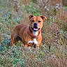 dog, brown_dog, canine, collar, happy, smiling, outdoor, field, grass, plants, nature, animal, pet, standing, wildflowers, greenery, daylight, portrait, muzzle, ears