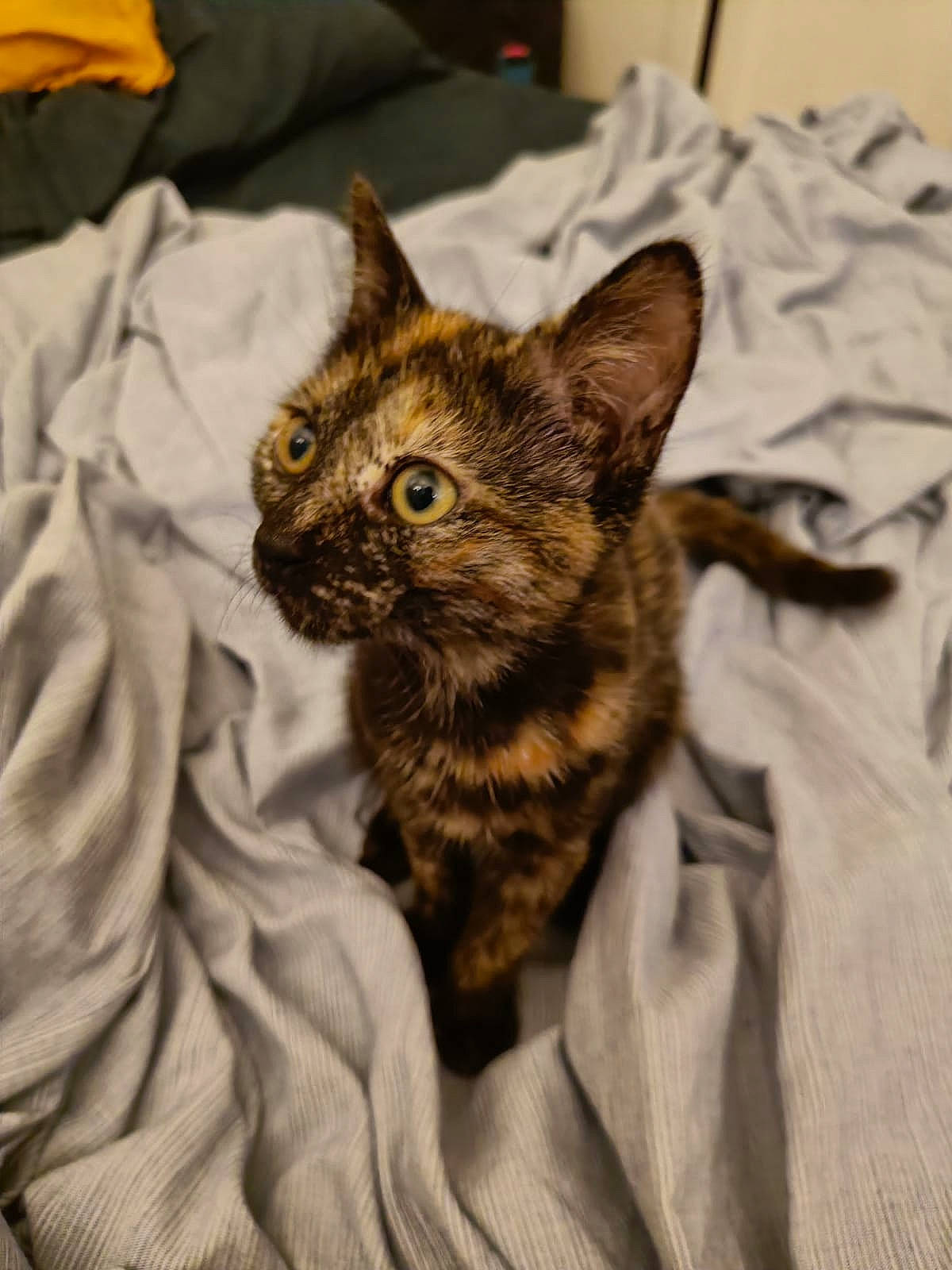 Haru a rejoint le concours — aidez-le/la à gagner de superbes lots ! bed, brown, carnivore, cat, cat_supply, claw, comfort, domestic_short_haired_cat, felidae, fur, linens, military_camouflage, pattern, small_to_medium_sized_cats, snout, terrestrial_animal, textile, whiskers, wildlife