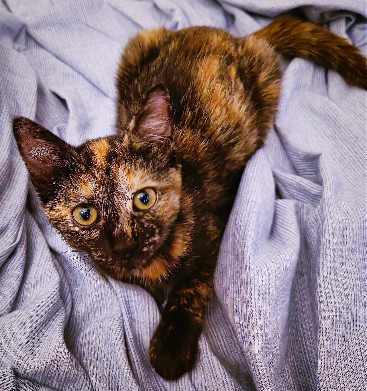 Haru