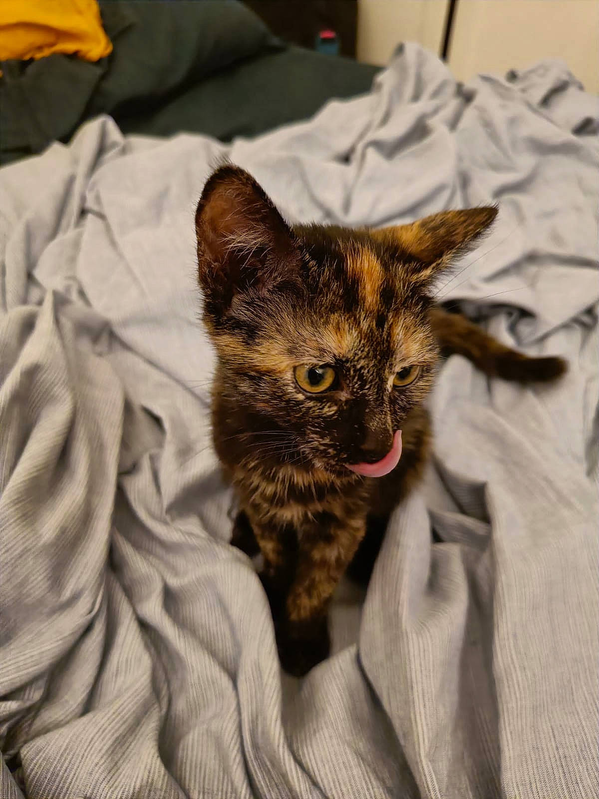 Haru participe au concours pour gagner de l'argent avec cette photo : bed, carnivore, cat, claw, comfort, domestic_short_haired_cat, ear, fawn, felidae, fur, grey, linens, small_to_medium_sized_cats, snout, tail, terrestrial_animal, whiskers, wildlife