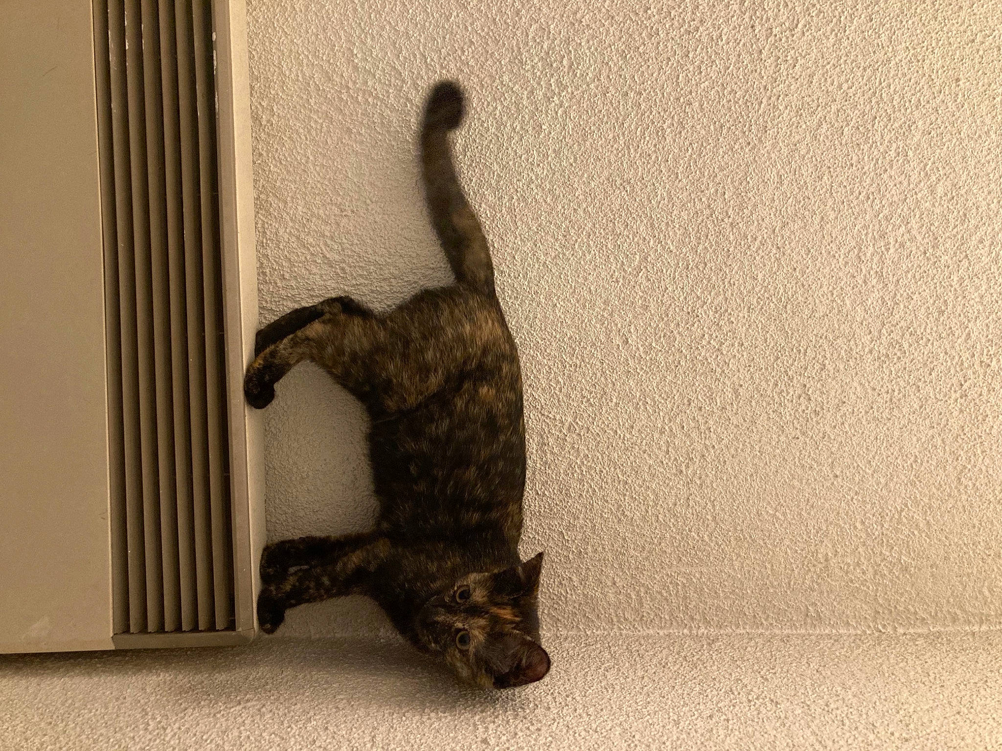 Haru participe au concours pour gagner de l'argent avec cette photo : canidae, carnivore, cat, comfort, domestic_short_haired_cat, door, felidae, flooring, fur, grey, hardwood, head, leg, small_to_medium_sized_cats, snout, tail, terrestrial_animal, whiskers, window, wood