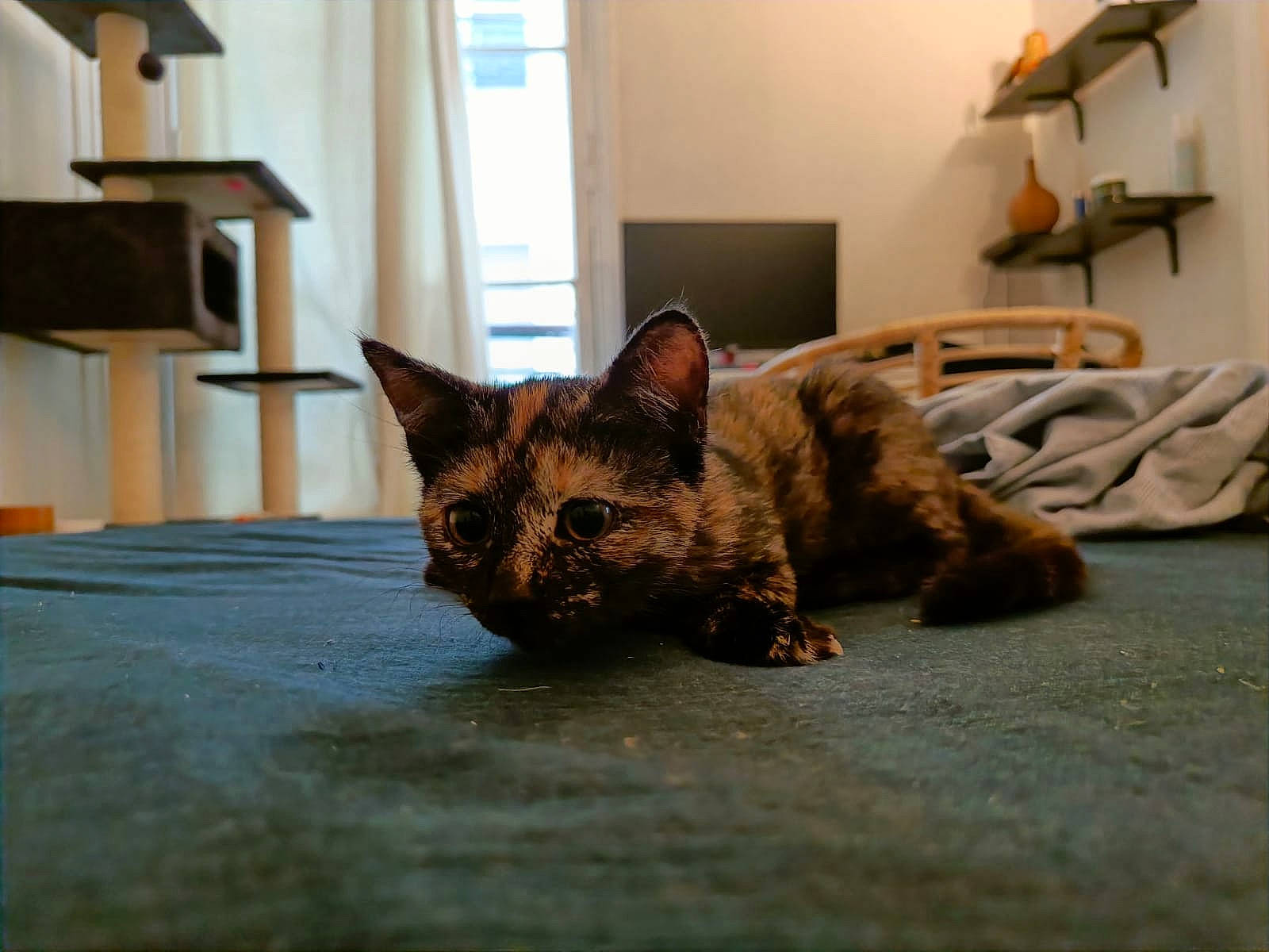 Haru participe au concours pour gagner de l'argent avec cette photo : carnivore, cat, comfort, domestic_short_haired_cat, fawn, felidae, floor, flooring, fur, hardwood, picture_frame, room, small_to_medium_sized_cats, snout, tail, tree, whiskers, wildlife, window, wood