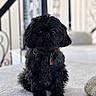 Beau joined the competition — help win amazing prizes! dog, black_dog, pet, indoor, carpet, fur, cute, small_dog, sitting, collar, tag, staircase, railing, portrait, animal, companion, household, furry, looking, cute_pet