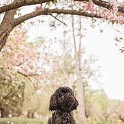 Beau joined the competition — help win amazing prizes! dog, black_dog, grass, flowers, tree, spring, outdoor, nature, blossoms, pet, animal, cute, fur, collar, park, daylight, sitting, looking_up, greenery, peaceful