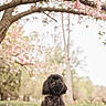 dog, black_dog, grass, flowers, tree, spring, outdoor, nature, blossoms, pet, animal, cute, fur, collar, park, daylight, sitting, looking_up, greenery, peaceful