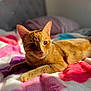 cat, ginger_cat, pet, animal, feline, indoor, bed, blanket, colorful, soft_texture, sunlight, relaxing, cute, fur, whiskers, ears, paws, resting, cozy, warm_light