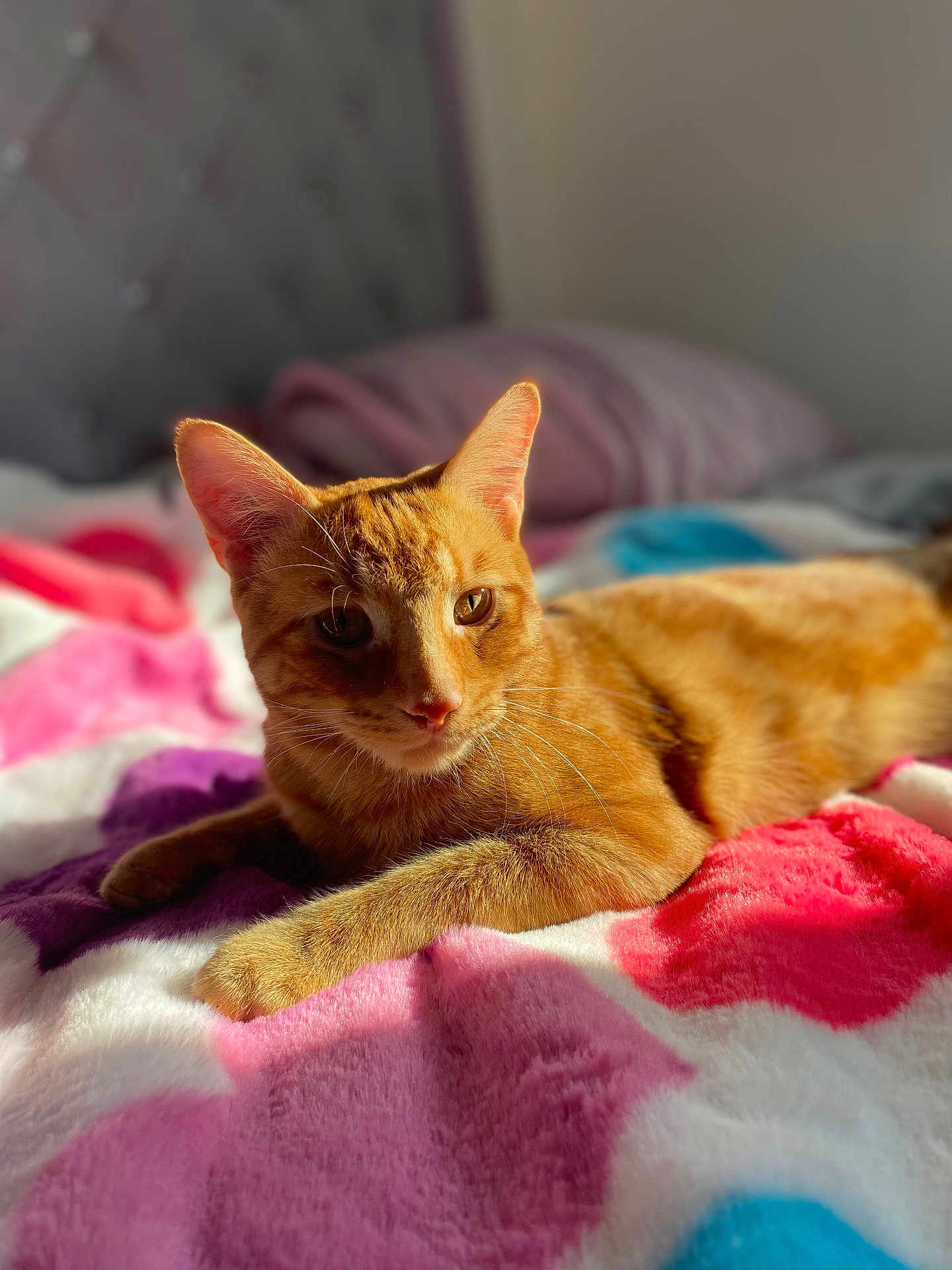 Mango is registered to the contest to win money with this photo: cat, ginger_cat, pet, animal, feline, indoor, bed, blanket, colorful, soft_texture, sunlight, relaxing, cute, fur, whiskers, ears, paws, resting, cozy, warm_light