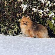 Lasko participe au concours pour gagner de l'argent avec cette photo : affenpinscher, angora, animal, canine, cat, chow, dog, fox, land, nature, outdoors, pet, plant, puppy, snow, terrier, tree, vegetation, winter, woodland