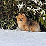 affenpinscher, angora, animal, canine, cat, chow, dog, fox, land, nature, outdoors, pet, plant, puppy, snow, terrier, tree, vegetation, winter, woodland