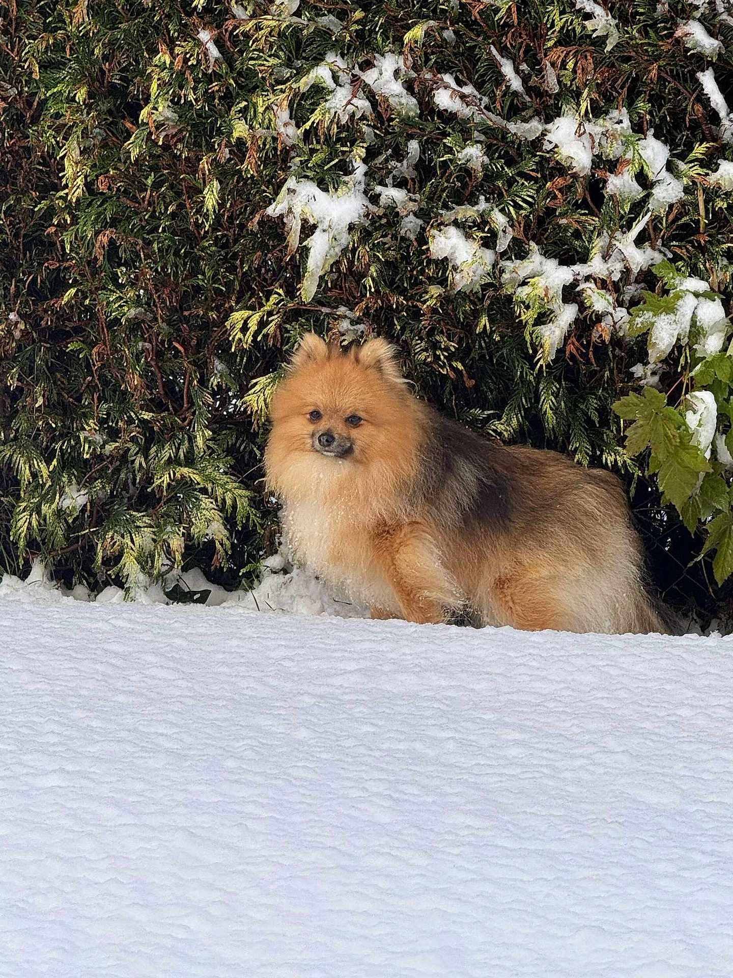 Lasko participe au concours pour gagner de l'argent avec cette photo : affenpinscher, angora, animal, canine, cat, chow, dog, fox, land, nature, outdoors, pet, plant, puppy, snow, terrier, tree, vegetation, winter, woodland