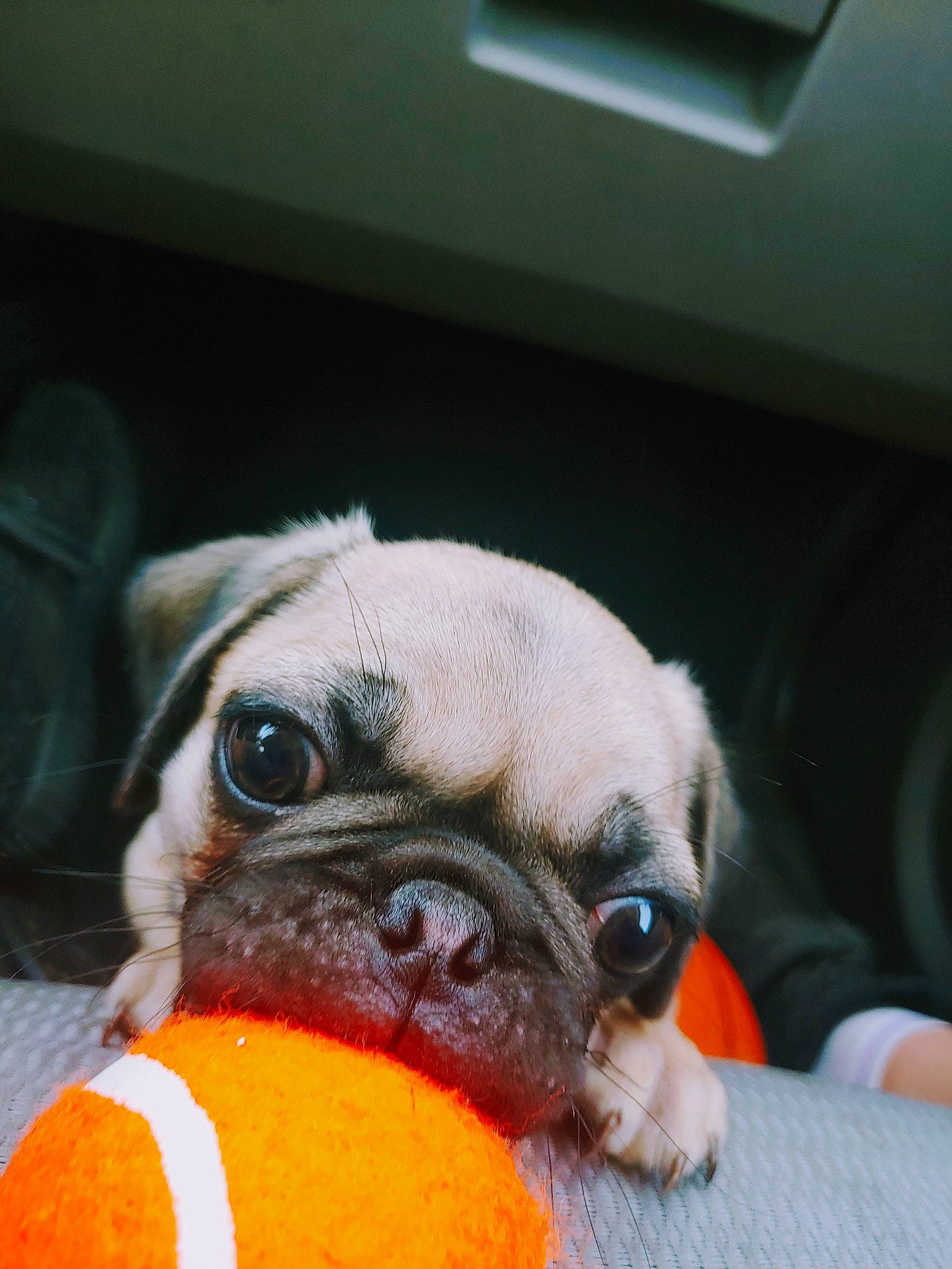 Rex joined the competition — help win amazing prizes! canidae, carnivore, comfort, companion_dog, dog, dog_breed, dog_clothes, dog_supply, ear, fawn, fur, nose, pug, snout, sporting_group, terrestrial_animal, toy_dog, whiskers, working_animal, wrinkle