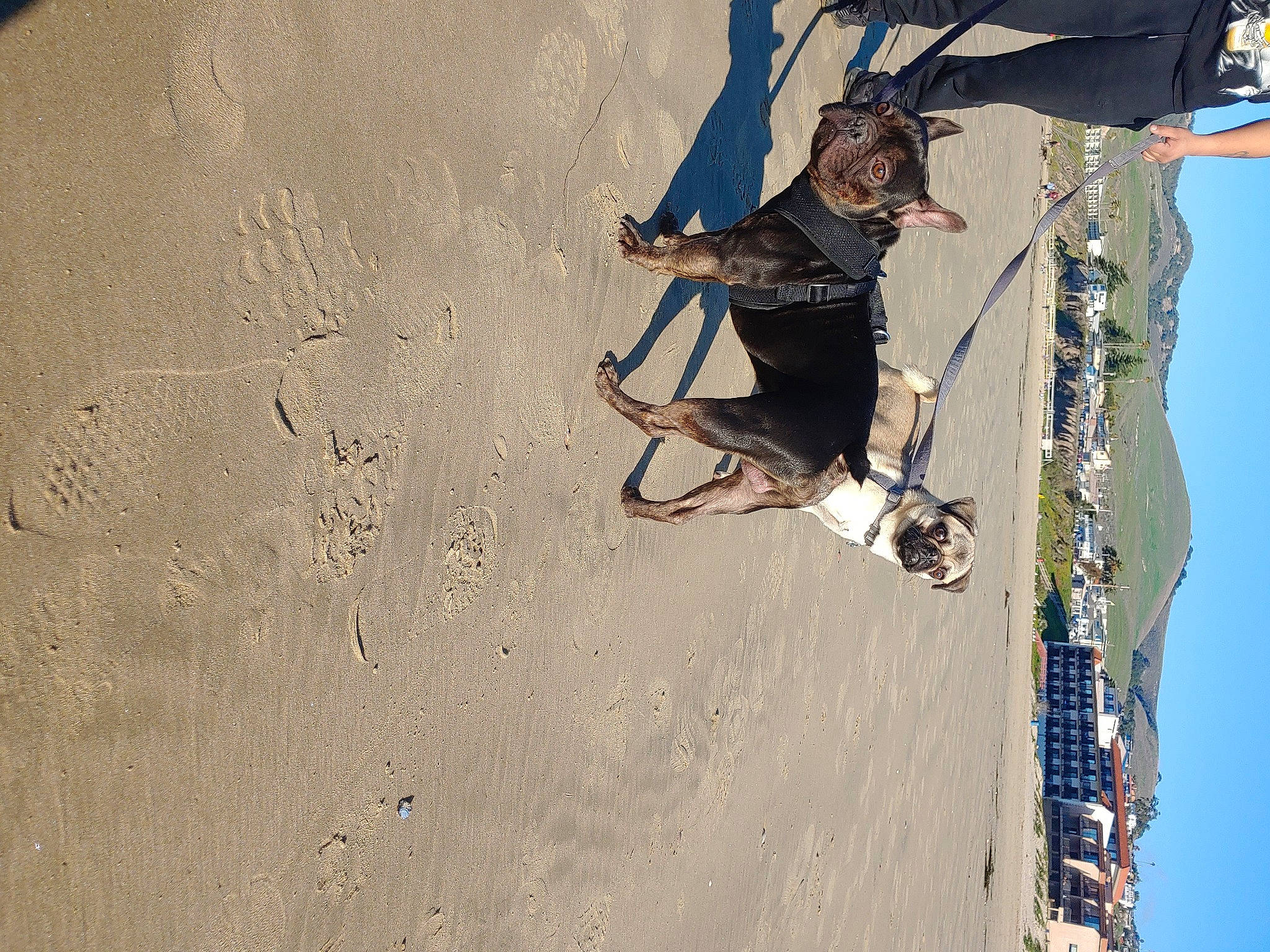 Rex joined the competition — help win amazing prizes! adventure, climbing, climbing_harness, climbing_shoe, extreme_sport, font, fun, happy, individual_sports, landscape, leisure, outdoor_shoe, recreation, rock_climbing_equipment, rope, shadow, sky, slope, sport_climbing, sports