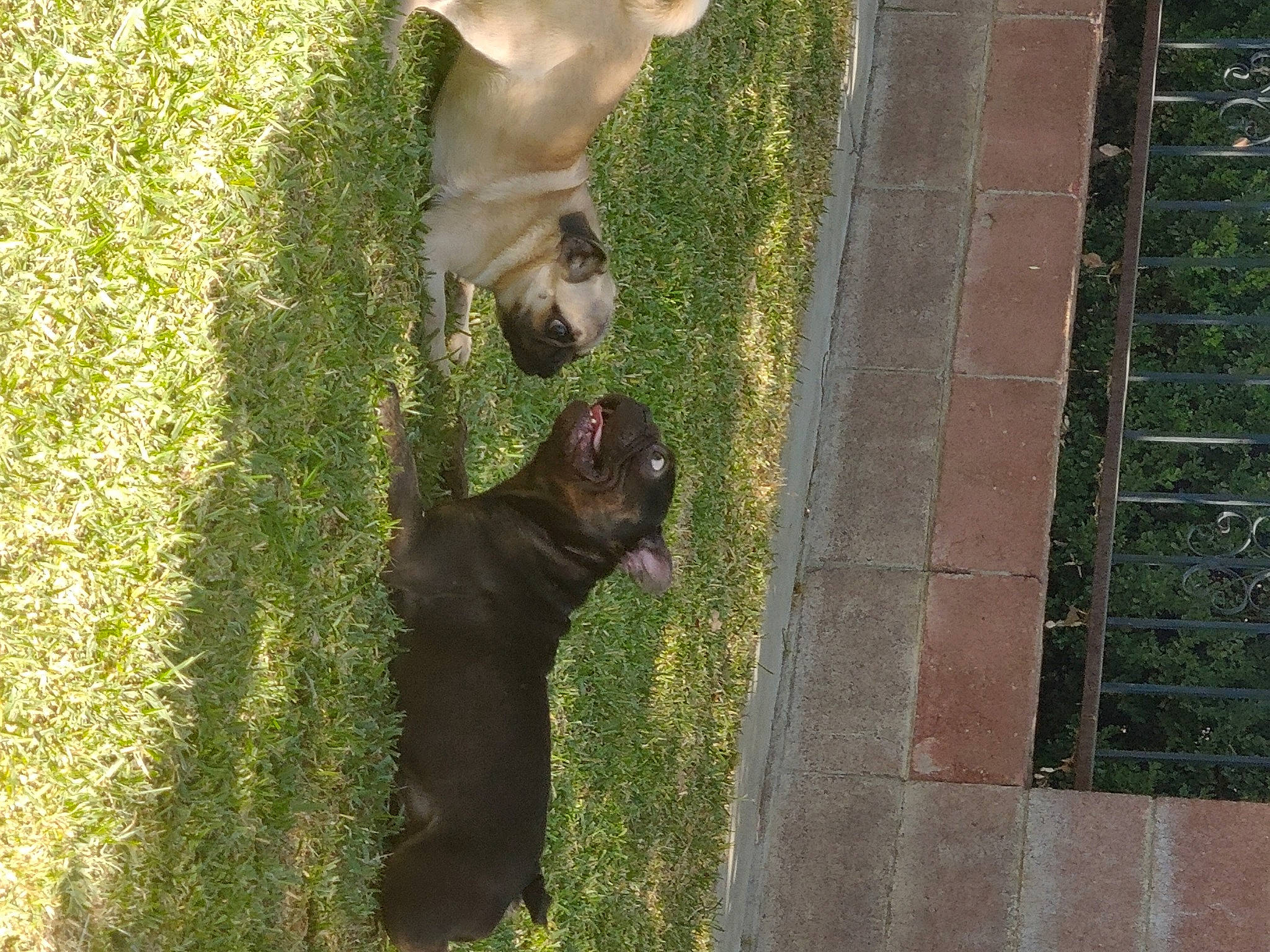 Rex joined the competition — help win amazing prizes! brick, brickwork, canidae, carnivore, companion_dog, dog, dog_breed, fawn, felidae, fur, grass, liver, plant, snout, sporting_group, tail, terrestrial_animal, wildlife, wood, working_animal