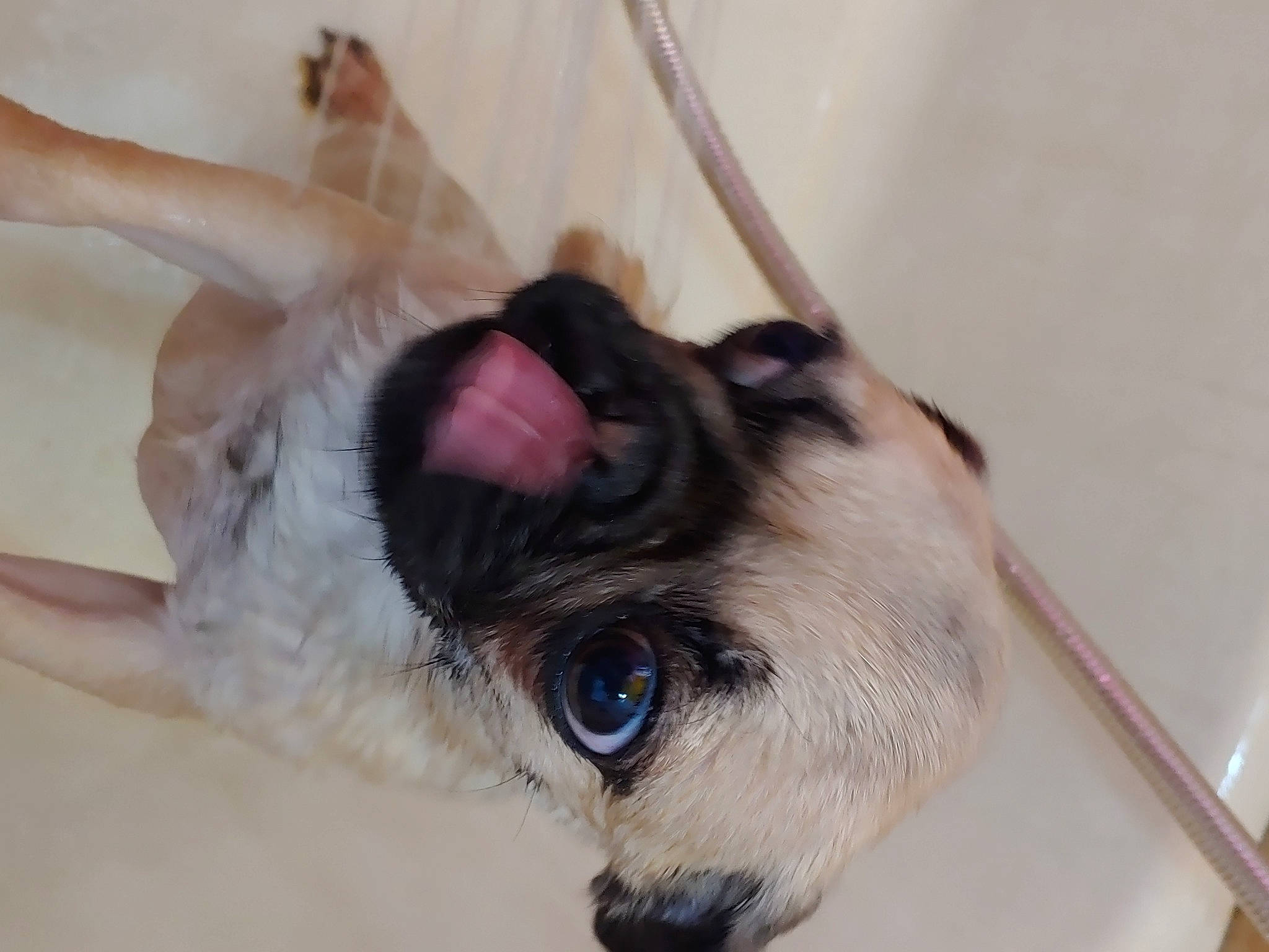 Rex is registered to the contest to win money with this photo: canidae, carnivore, collar, comfort, companion_dog, dog, dog_breed, ear, eyelash, fawn, felidae, fur, paw, siamese, small_to_medium_sized_cats, snout, sporting_group, thai, whiskers, working_animal