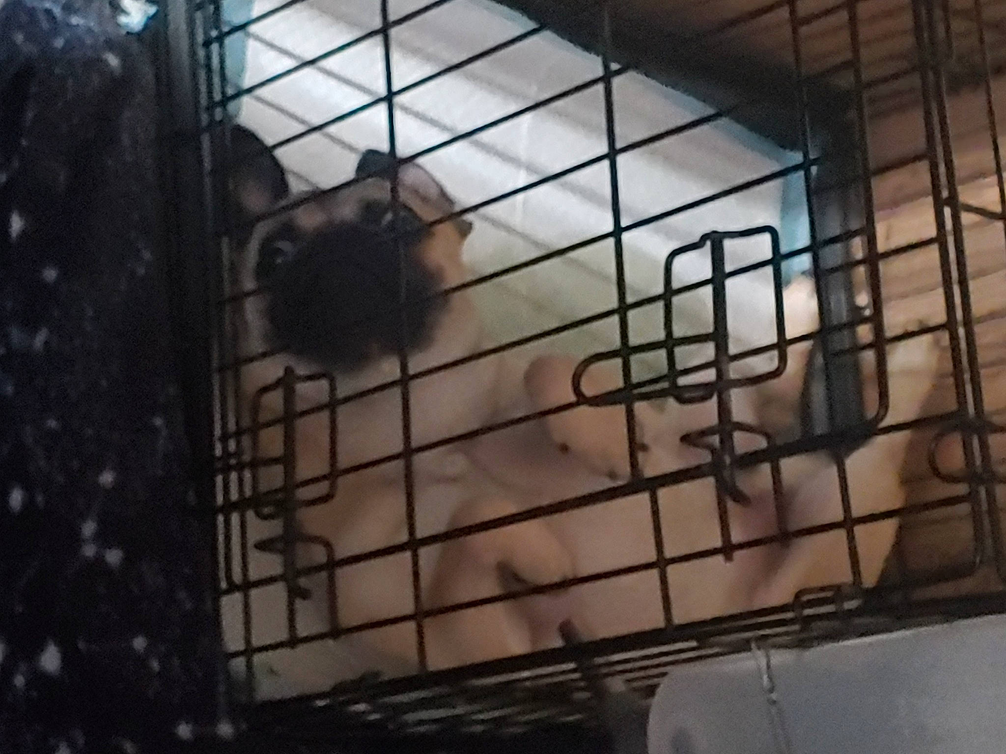 Rex joined the competition — help win amazing prizes! animal_shelter, cage, composite_material, dog_breed, dog_supply, fur, mesh, metal, pet_supply, service, snout, terrestrial_animal, zoo