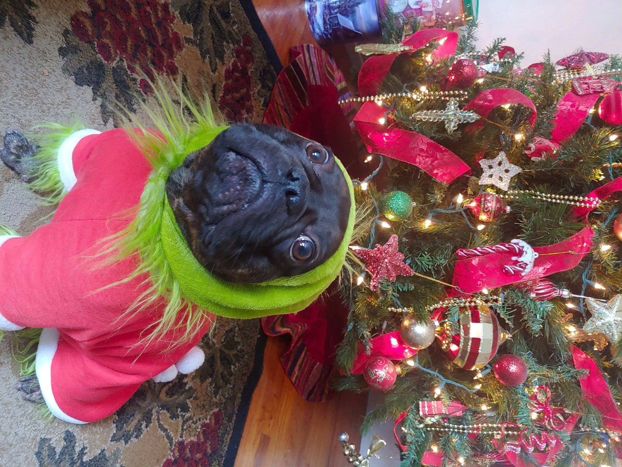 Sebastian joined the competition — help win amazing prizes! carmine, carnivore, christmas, christmas_decoration, christmas_ornament, christmas_tree, conifer, cut_flowers, dog, event, fashion_accessory, holiday, holiday_ornament, magenta, ornament, pink, plant, purple, toy, tree