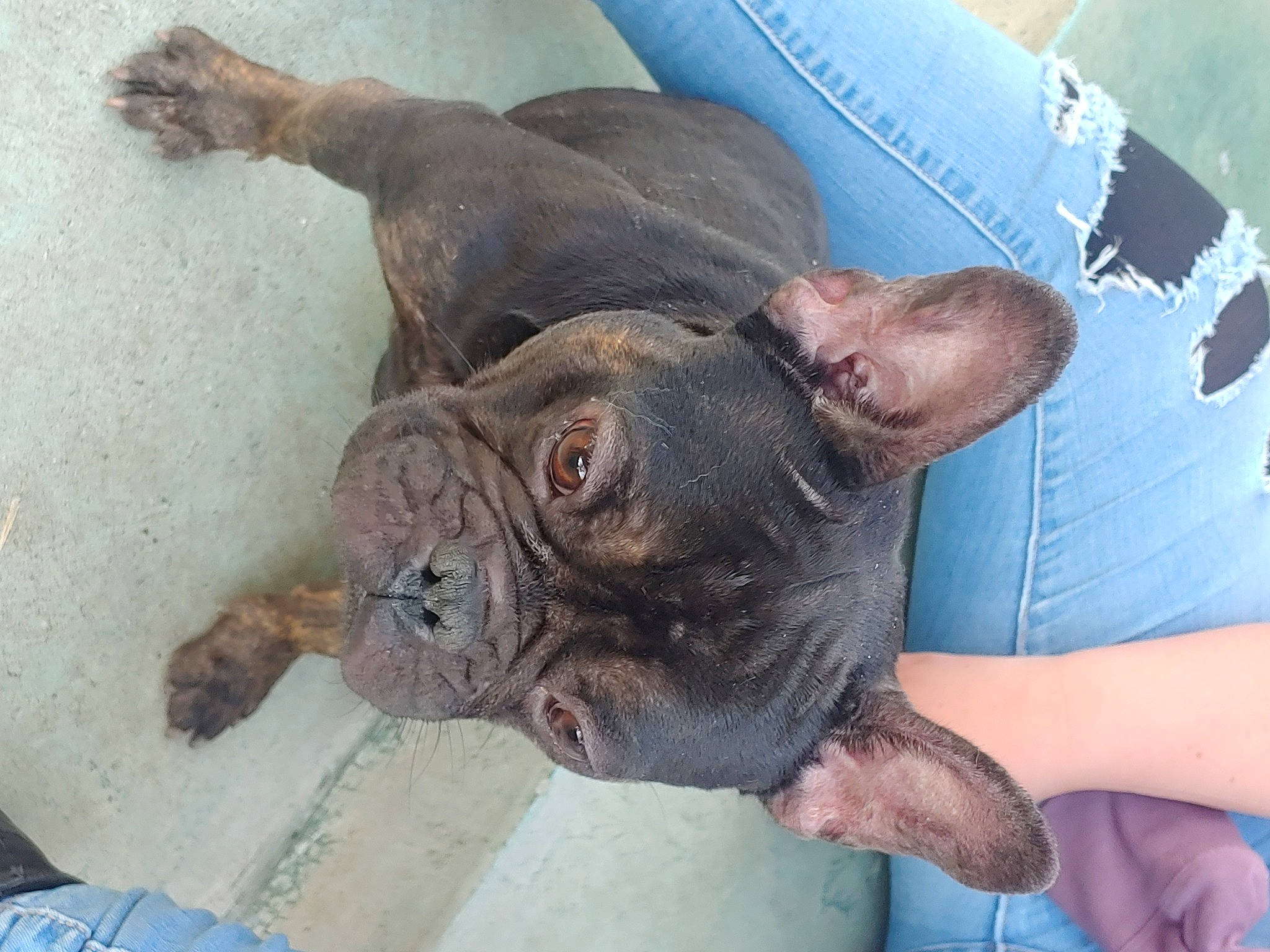 Sebastian is registered to the contest to win money with this photo: bulldog, canidae, carnivore, comfort, companion_dog, dog, dog_breed, ear, fawn, liver, molosser, pug, scar, snout, sporting_group, terrestrial_animal, toy_dog, whiskers, working_animal, wrinkle