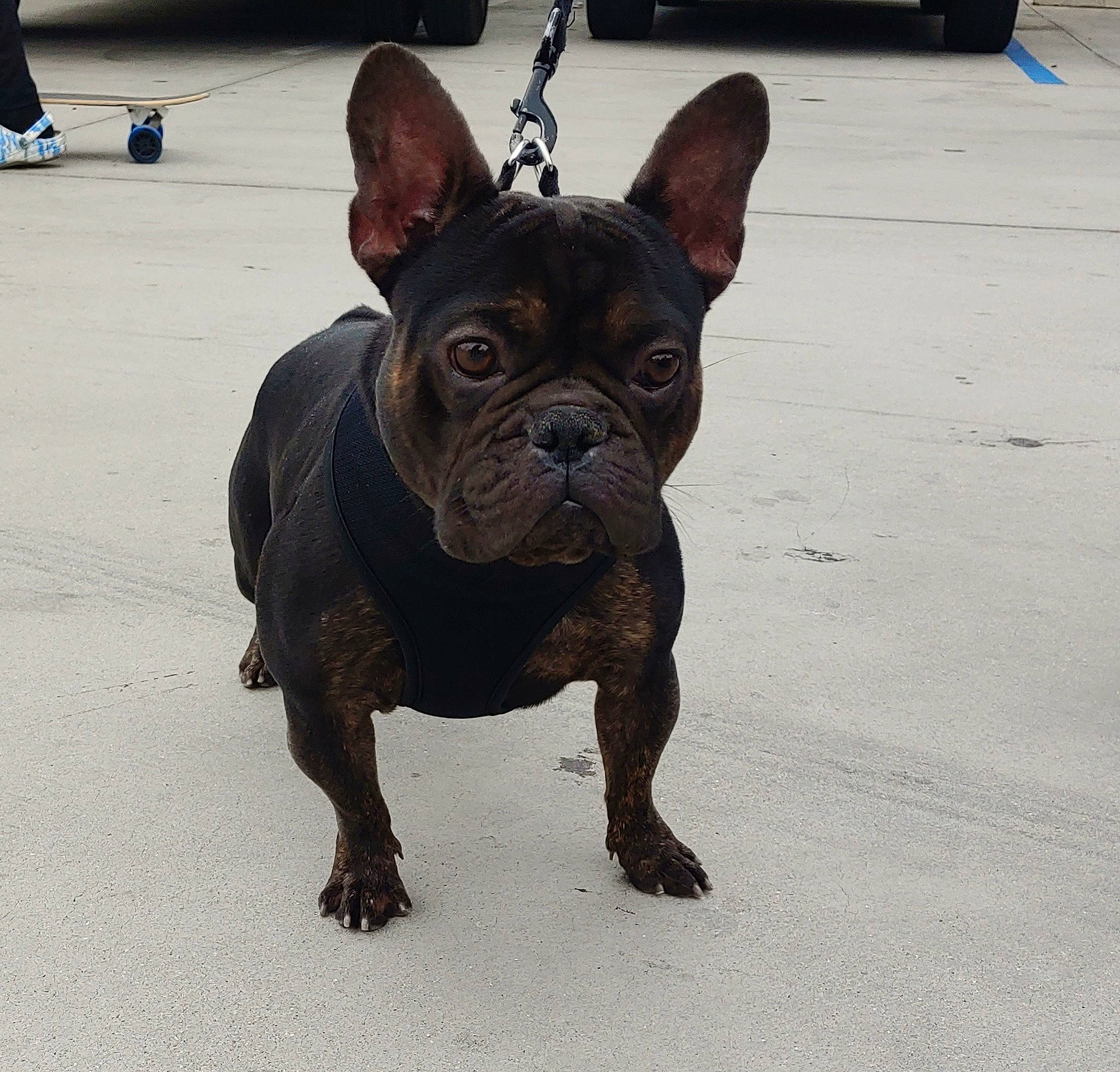 Sebastian is registered to the contest to win money with this photo: asphalt, bulldog, canidae, carnivore, collar, companion_dog, dog, dog_breed, dog_collar, ear, fawn, french_bulldog, molosser, road_surface, snout, sporting_group, terrestrial_animal, toy_dog, working_animal, wrinkle