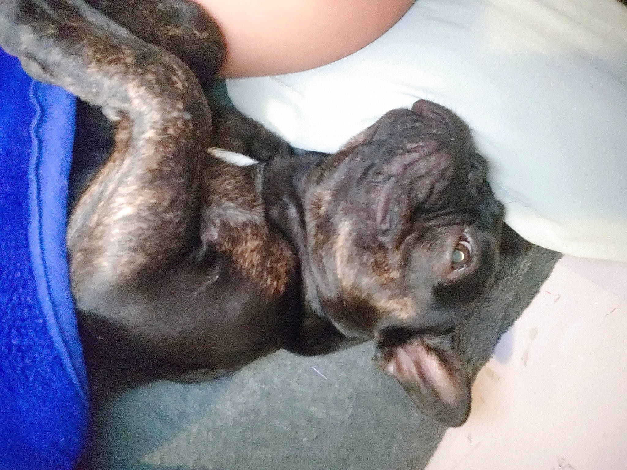 Sebastian joined the competition — help win amazing prizes! canidae, carnivore, companion_dog, dog, dog_breed, ear, fawn, fur, liver, non_sporting_group, snout, sporting_group, tail, terrestrial_animal, treeing_tennessee_brindle, working_animal, wrinkle