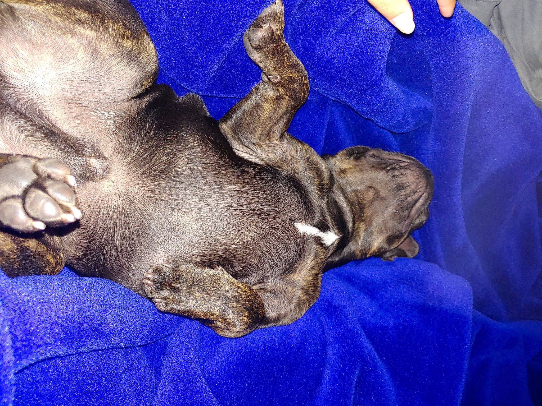 Sebastian joined the competition — help win amazing prizes! canidae, carnivore, comfort, companion_dog, dog, dog_breed, ear, electric_blue, fawn, fur, gesture, guard_dog, liver, nap, paw, snout, sporting_group, terrestrial_animal, working_animal, wrinkle