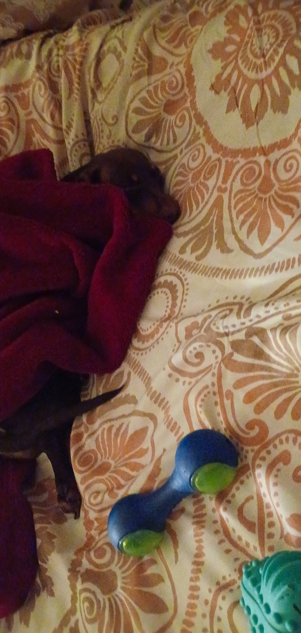 Penny is registered to the contest to win money with this photo: black, carmine, comfort, companion_dog, couch, dog, dog_breed, electric_blue, fawn, flooring, fur, hardwood, human_leg, linens, magenta, material_property, pattern, textile, tints_and_shades, wood