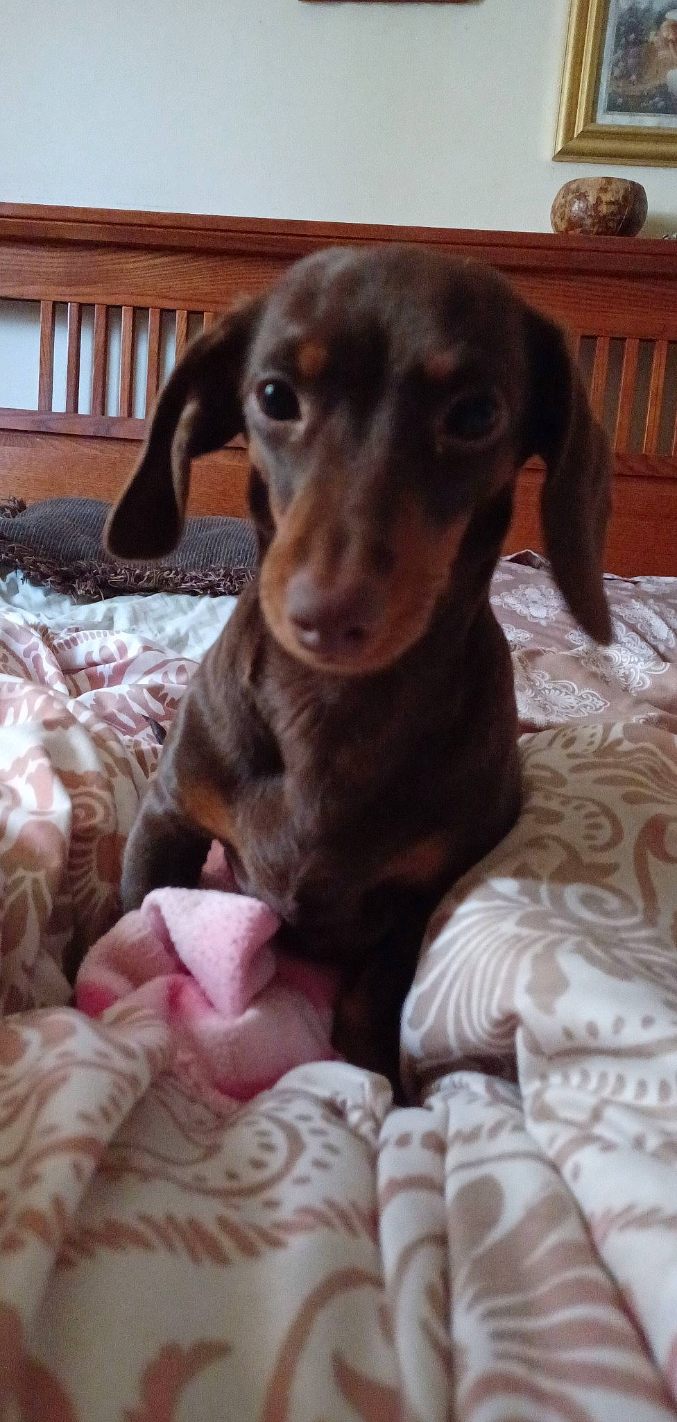 Penny joined the competition — help win amazing prizes! bookcase, canidae, carnivore, comfort, companion_dog, dog, dog_breed, drawer, fawn, fur, gun_dog, hardwood, hunting_dog, liver, snout, sporting_group, whiskers, wood, wood_stain, working_animal