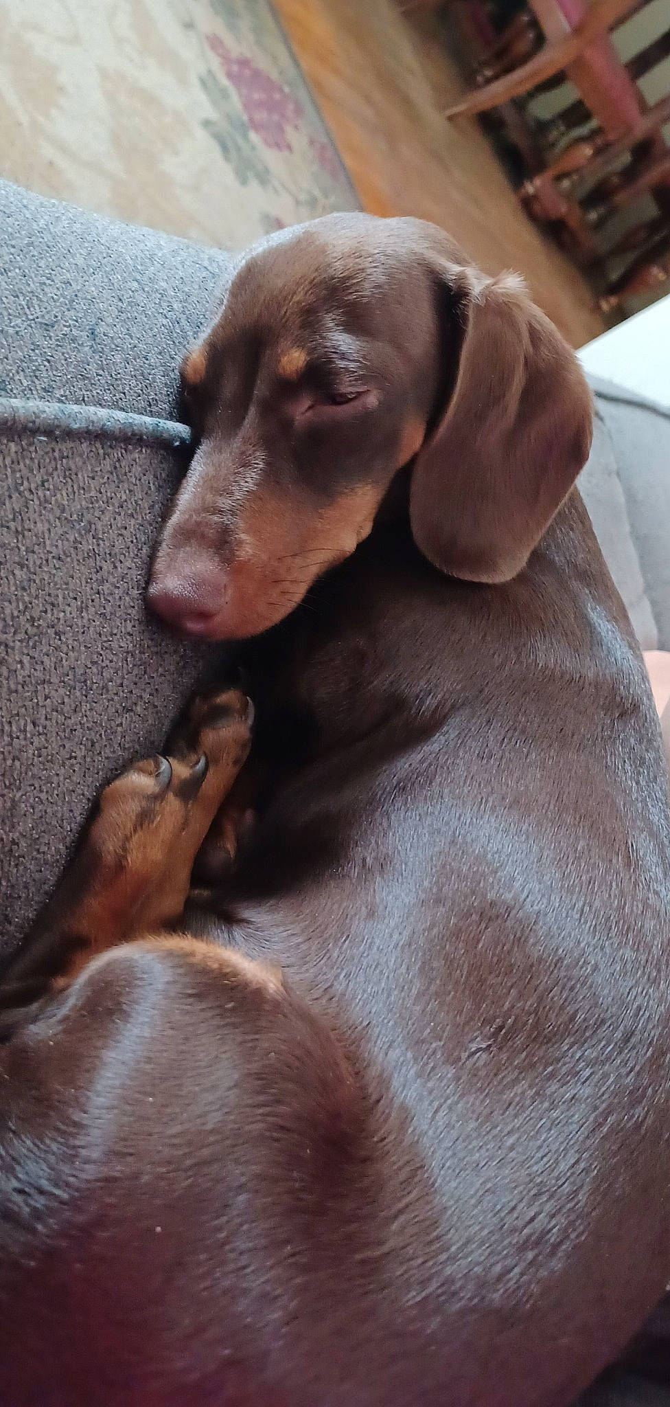 Penny joined the competition — help win amazing prizes! brown, carnivore, comfort, companion_dog, dog, dog_breed, ear, fawn, fur, gun_dog, hunting_dog, liver, pet_supply, pointing_breed, sporting_group, terrestrial_animal, whiskers, working_animal