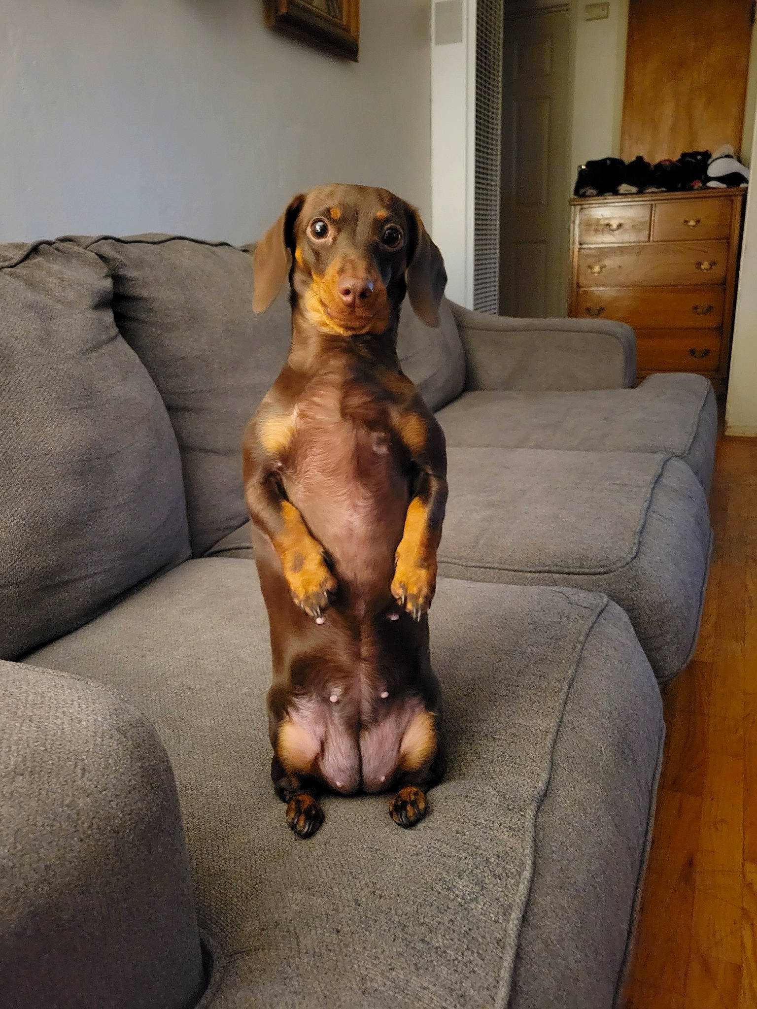 Penny joined the competition — help win amazing prizes! art, brown, canidae, carnivore, comfort, companion_dog, couch, dog, dog_breed, fawn, flooring, hardwood, hound, hunting_dog, liver, metal, snout, sporting_group, working_animal