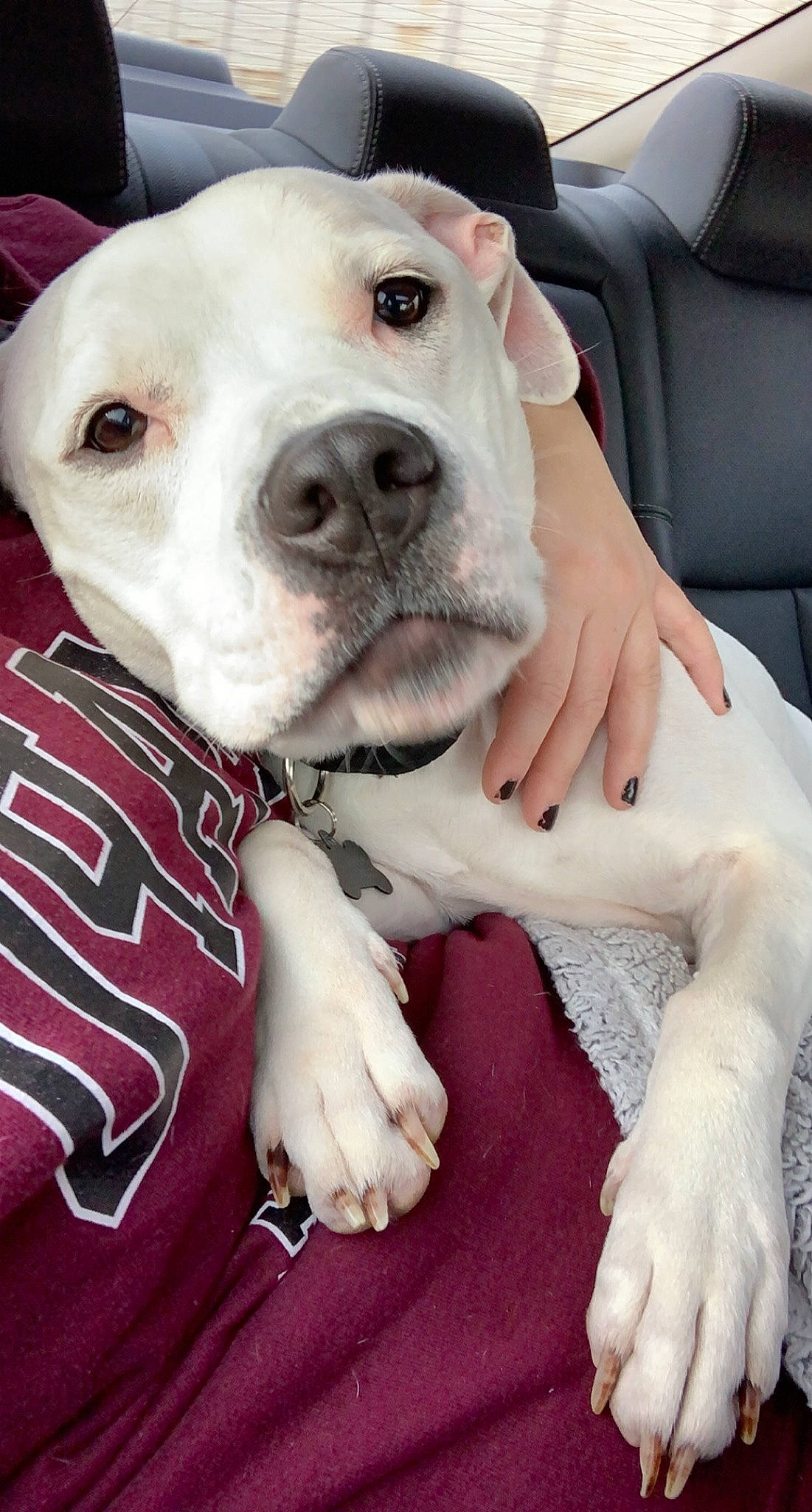 Bella joined the competition — help win amazing prizes! canidae, car_seat, carnivore, collar, comfort, companion_dog, dog, dog_breed, dogo_guatemalteco, head_restraint, mammal, nail, pet_supply, snout, sporting_group, sweater, vehicle_door, whiskers, working_animal, working_dog