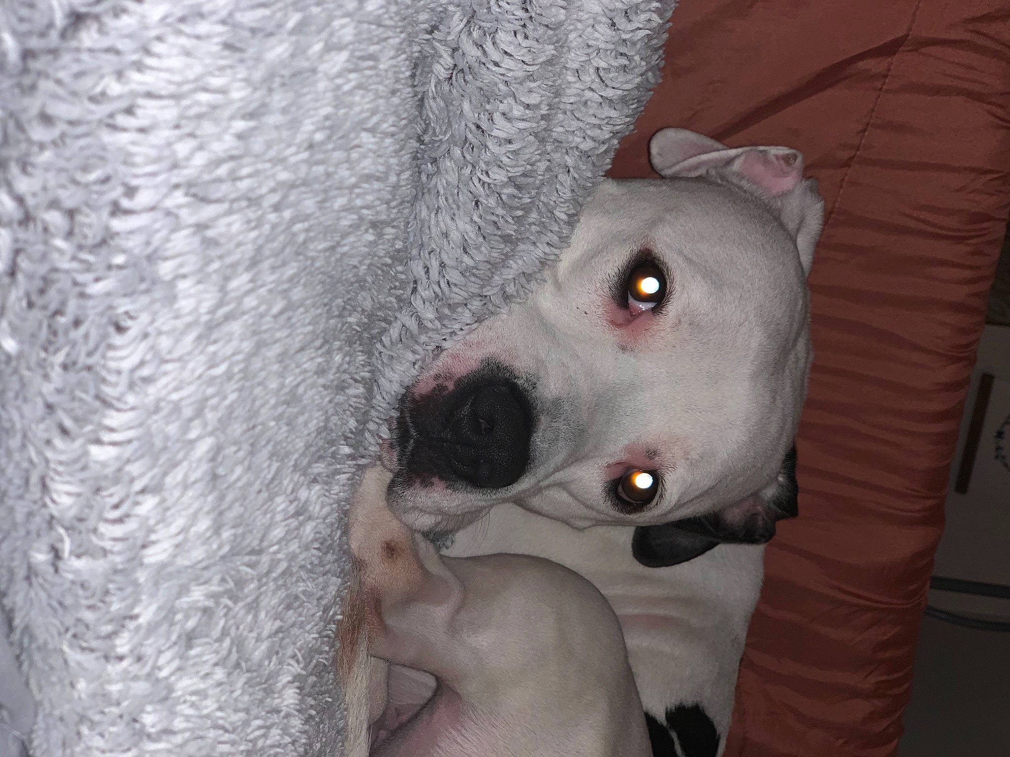 Bella joined the competition — help win amazing prizes! canidae, carnivore, companion_dog, dog, dog_breed, dogo_guatemalteco, fur, nail, non_sporting_group, skin, snout, sporting_group, terrestrial_animal, whiskers, working_animal, working_dog