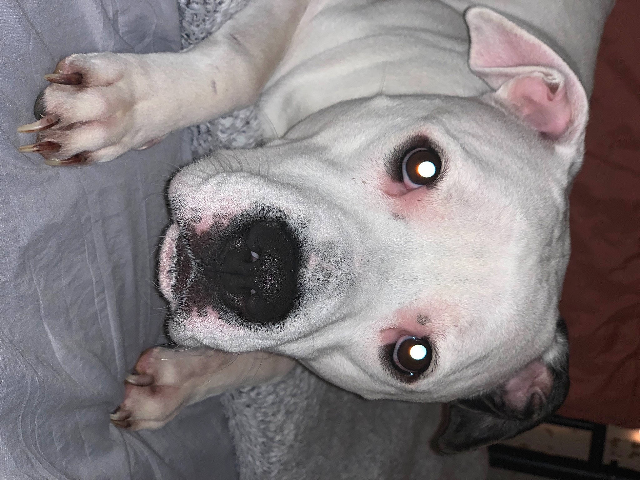 Bella joined the competition — help win amazing prizes! canidae, carnivore, collar, companion_dog, cordoba_fighting_dog, dog, dog_breed, dogo_guatemalteco, fawn, grey, guard_dog, jaw, organ, pit_bull, skin, snout, sporting_group, whiskers, working_animal, working_dog