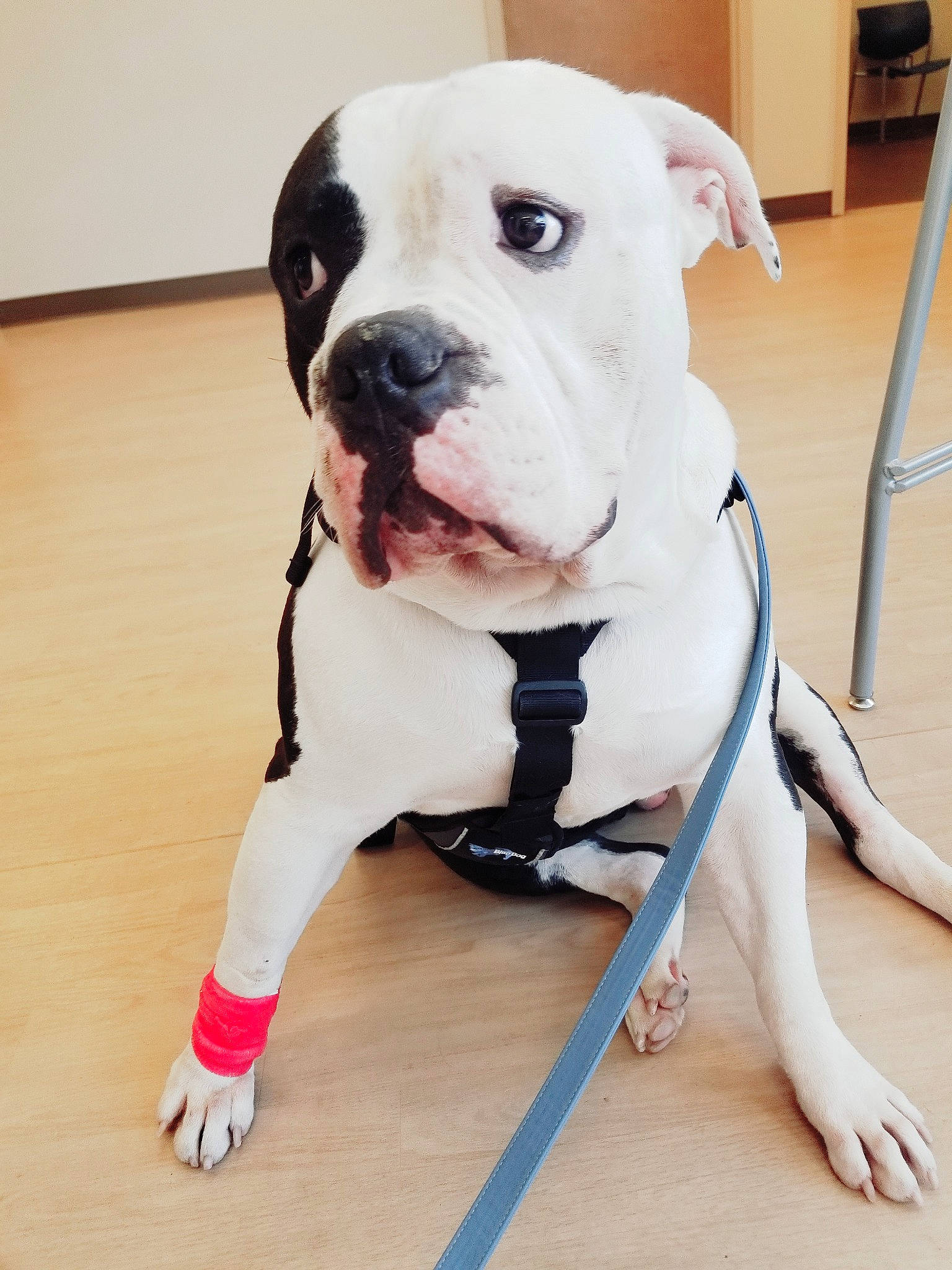 Rumble is registered to the contest to win money with this photo: cabinetry, canidae, carnivore, collar, companion_dog, dog, dog_breed, dog_collar, fawn, flooring, fur, leash, molosser, paw, pet_supply, snout, sporting_group, wood, working_animal, working_dog