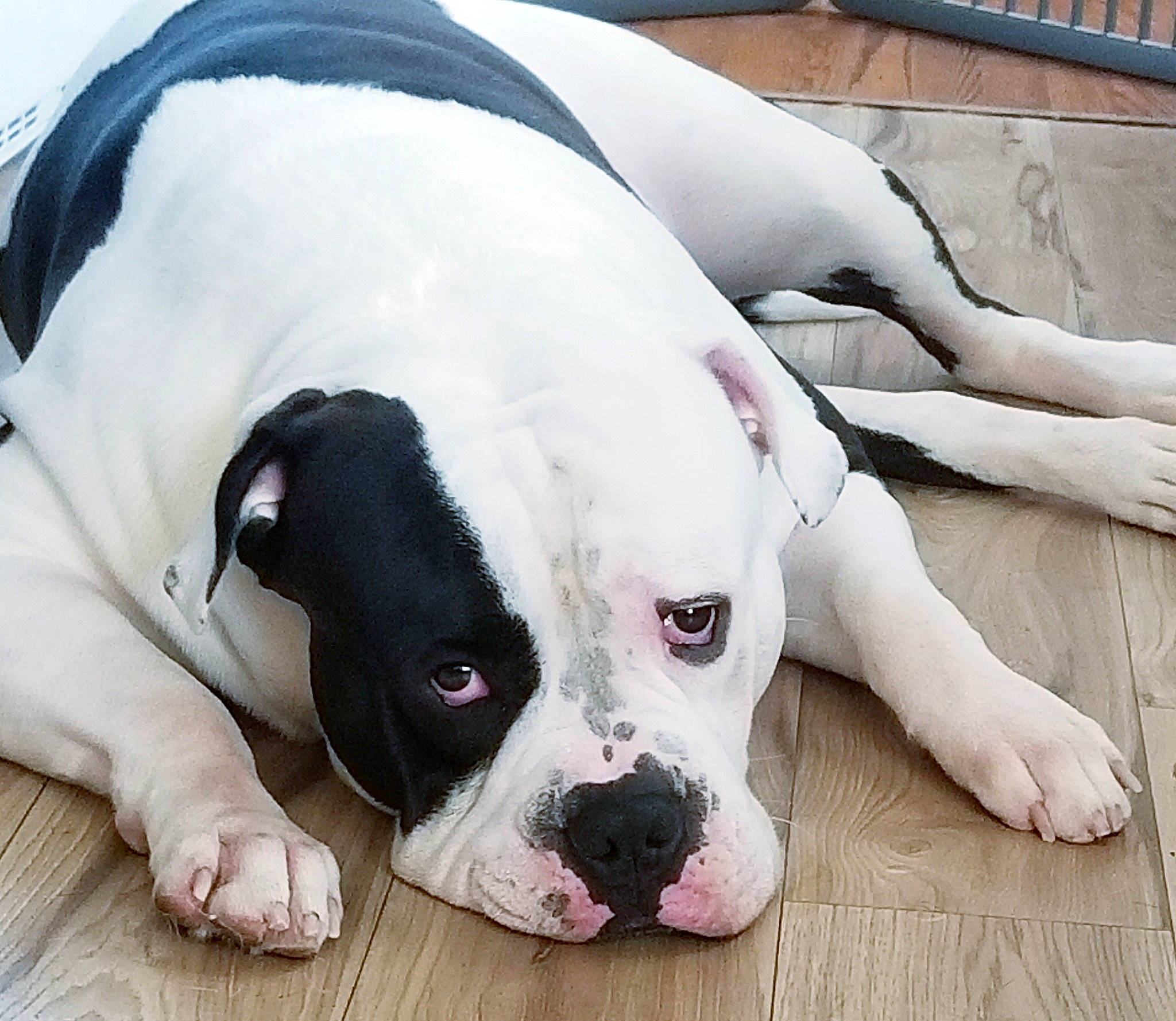 Rumble is registered to the contest to win money with this photo: canidae, carnivore, collar, comfort, companion_dog, dog, dog_breed, dog_collar, ear, eye, fawn, fur, non_sporting_group, paw, snout, sporting_group, terrestrial_animal, whiskers, working_animal, wrinkle