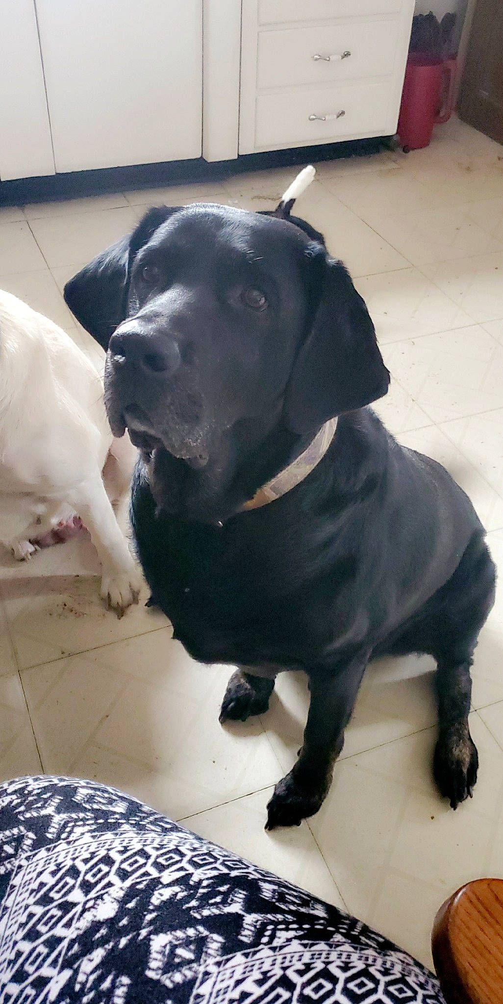 Walker joined the competition — help win amazing prizes! american_pit_bull_terrier, bandog, beagador, borador, cane_corso, canidae, carnivore, companion_dog, dog, dog_breed, fawn, guard_dog, labrador_retriever, mammal, non_sporting_group, pit_bull, retriever, snout, sporting_group, vertebrate