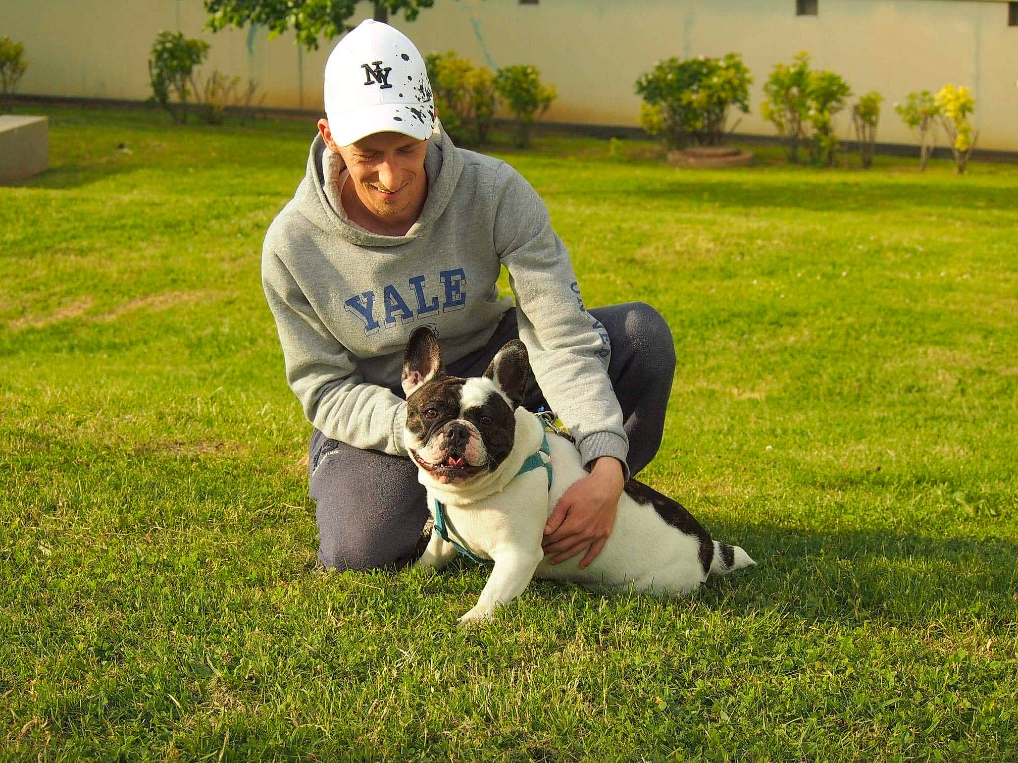 Freesby participe au concours pour gagner de l'argent avec cette photo : bulldog, carnivore, companion_dog, dog, dog_breed, fawn, grass, happy, hat, lawn, leisure, meadow, people_in_nature, plant, snout, sporting_group, t_shirt, toy_dog, tree, window