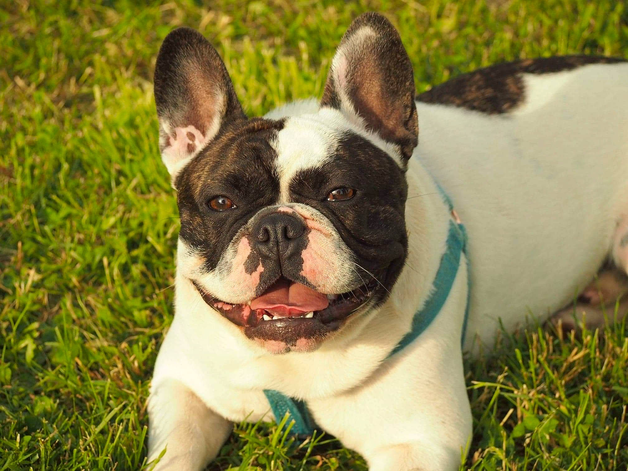 Freesby participe au concours pour gagner de l'argent avec cette photo : boston_terrier, bulldog, canidae, carnivore, close_up, collar, companion_dog, dog, dog_breed, dog_collar, fawn, grass, happy, plant, snout, sporting_group, terrestrial_animal, toy_dog, whiskers, working_animal
