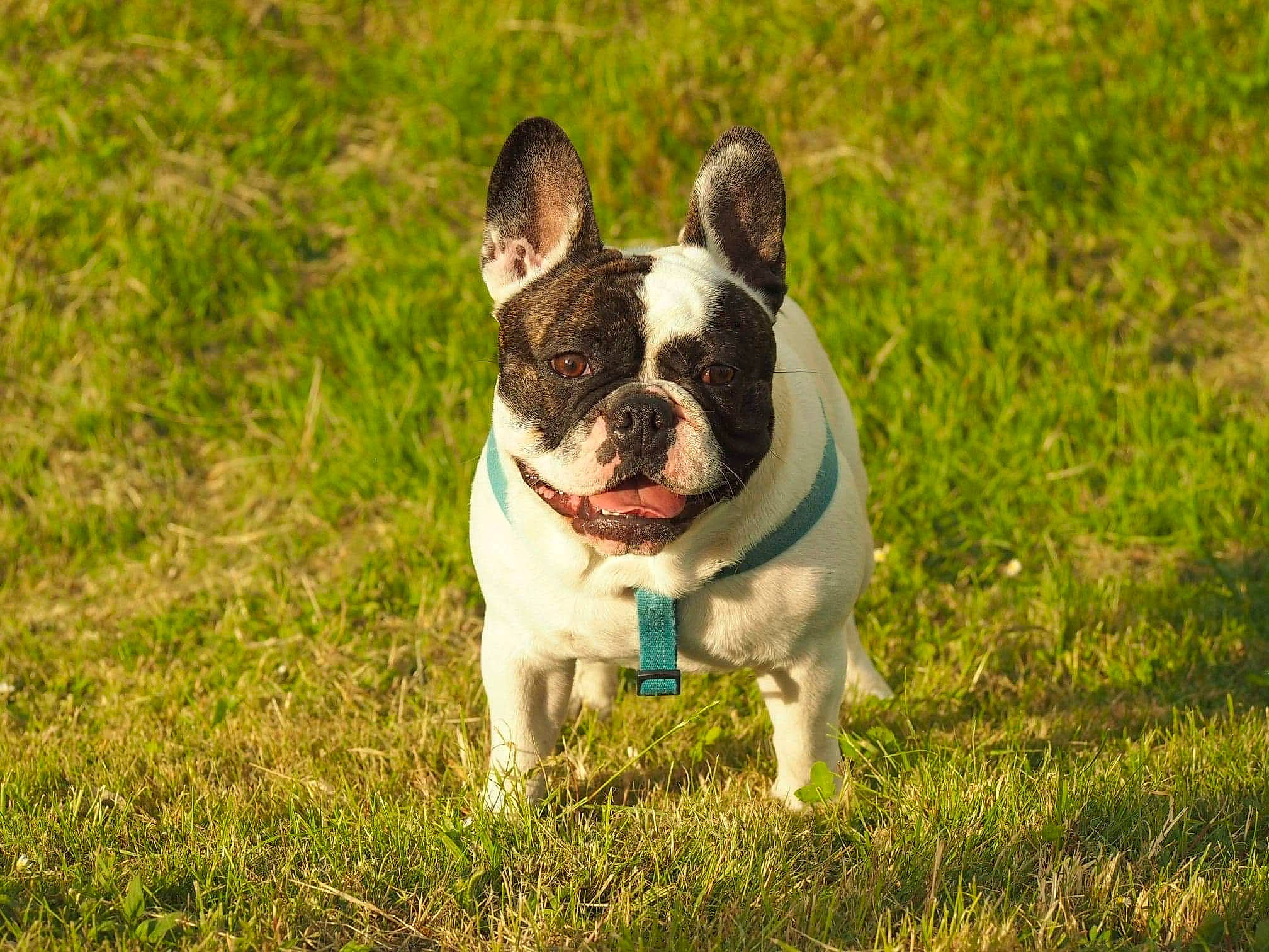 Freesby a rejoint le concours — aidez-le/la à gagner de superbes lots ! boston_terrier, bulldog, canidae, carnivore, collar, companion_dog, dog, dog_breed, dog_collar, fawn, grass, grassland, non_sporting_group, plant, snout, sporting_group, terrestrial_animal, toy_dog, whiskers, working_animal