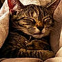 Cosmo is registered to the contest to win money with this photo: cat, tabby, sleeping, cozy, blanket, fur, pet, domestic_cat, collar, bell, relaxed, cute, whiskers, ears, paws, indoor, resting, animal, feline, comfort