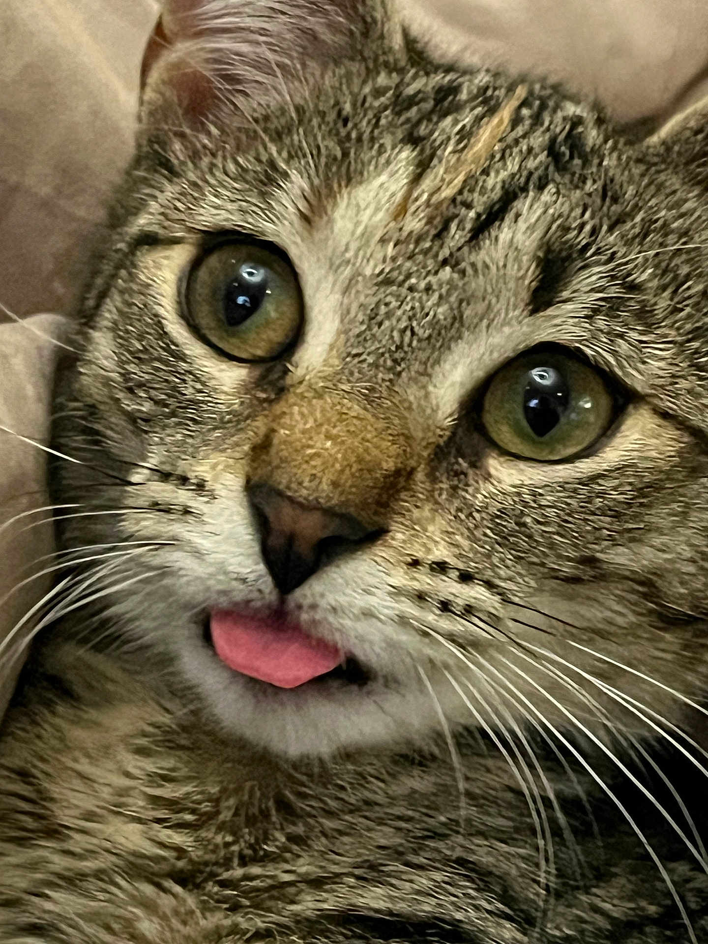 Cosmo is registered to the contest to win money with this photo: cat, tabby_cat, close_up, tongue_out, whiskers, green_eyes, fur, cute, pet, animal, face, nose, indoor, mammal, playful, feline, expression, portrait, domestic_cat, funny