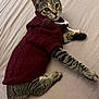 cat, tabby_cat, pet, animal, bed, knitted_sweater, maroon_sweater, clothing, feline, paws, ears, whiskers, fur, indoor, resting, looking, curious, cozy, cute, domestic_animal