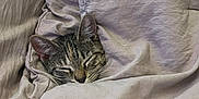 Cosmo is registered to the contest to win money with this photo: cat, tabby, sleeping, cozy, blanket, bed, fur, ears, face, rest, comfort, indoor, pet, cute, animal, snuggled, tucked_in, relaxed, soft, peaceful