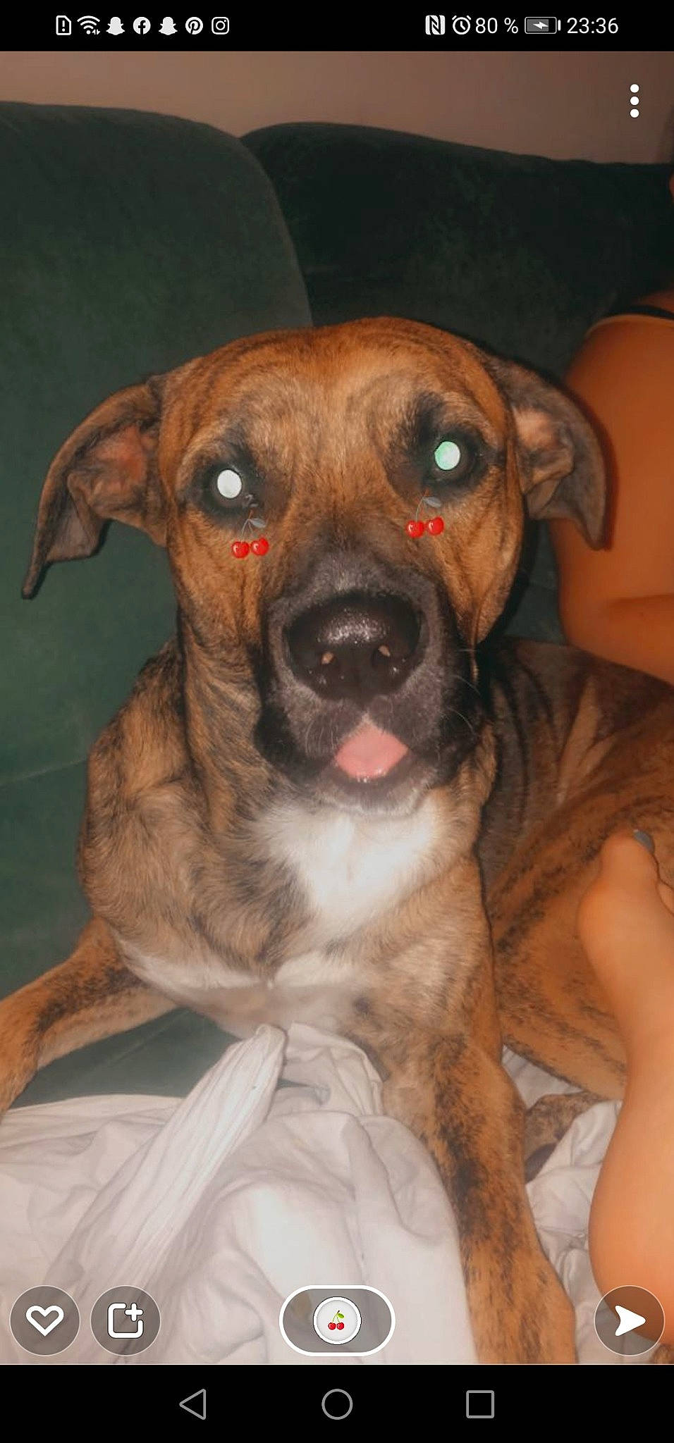 Omer a rejoint le concours — aidez-le/la à gagner de superbes lots ! canidae, carnivore, collar, companion_dog, dog, dog_breed, dog_collar, ear, fawn, fur, liver, non_sporting_group, puppy, snout, sporting_group, terrestrial_animal, whiskers, working_animal, working_dog, wrinkle