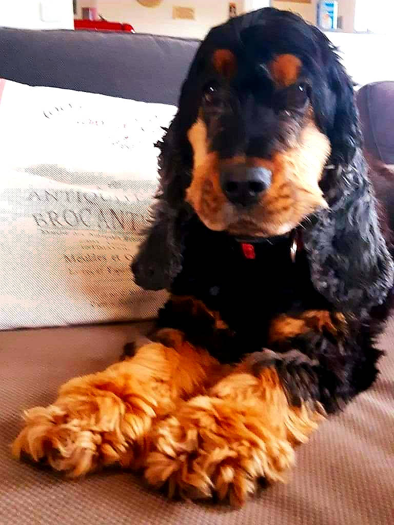 Havane participe au concours pour gagner de l'argent avec cette photo : canidae, carnivore, cocker_spaniel, companion_dog, dog, dog_breed, fur, liver, snout, spaniel, sporting_group, toy_dog, working_animal, working_dog